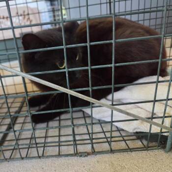Copper-WC -  Domestic Short Hair Cat Available for Adoption in Walker, Michigan - Copper-WC | PetCurious