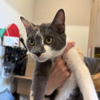 Aggie -  Domestic Short Hair Cat for Adoption in Louisville, Kentucky - Aggie | PetCurious