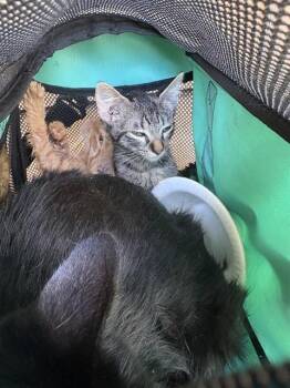 A478910 -  Domestic Short Hair Cat for Adoption in Oklahoma City, Oklahoma - A478910 | PetCurious