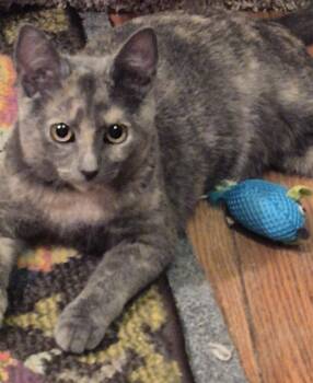 Sheila E -  Domestic Short Hair Cat for Adoption in Calverton, Maryland - Sheila E | PetCurious