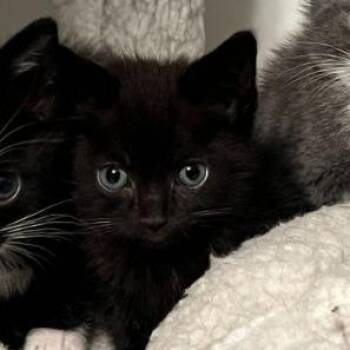 Tiny Teddy -  Domestic Short Hair Cat for Adoption in Columbus, Georgia - Tiny Teddy | PetCurious