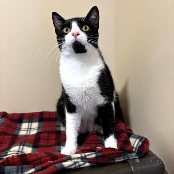Atticus -  Domestic Short Hair Cat for Adoption in Agoura Hills, California - Atticus | PetCurious