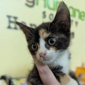 Kimchi -  Domestic Short Hair Cat for Adoption in Lynchburg, Virginia - Kimchi | PetCurious