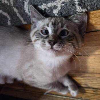 Zelda McGuire -  Domestic Short Hair Cat for Adoption in Eagle Mountain, Utah - Zelda McGuire | PetCurious