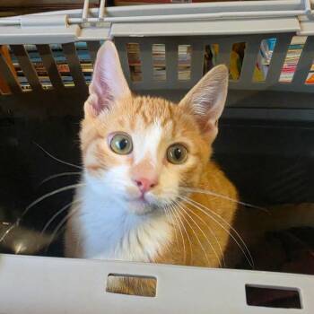 Simon (C000-173) - Available 6/28 - Costa Mesa Location -  Domestic Short Hair Cat for Adoption in Chino Hills, California - Simon (C000-173) - Available 6/28 - Costa Mesa Location | PetCurious