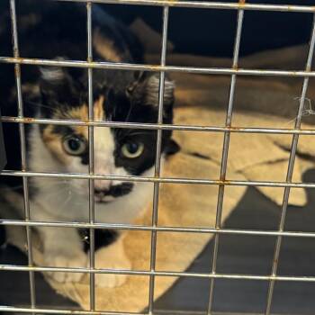 Swim Cap -  Domestic Short Hair Cat for Adoption in Clavet, Saskatchewan - Swim Cap | PetCurious