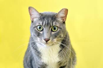 Rocky -  Domestic Short Hair Cat for Adoption in Sanford, Florida - Rocky | PetCurious