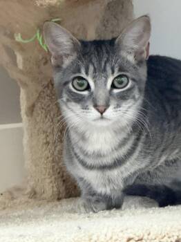 Peter Parker -  Tabby and Domestic Medium Hair Cat for Adoption in Glendale, Arizona - Peter Parker | PetCurious