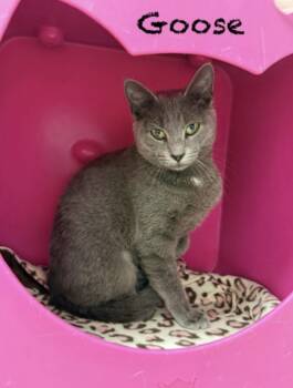 Domestic Short Hair Cats Available for Adoption in Pawleys Island, South Carolina - Goose | PetCurious