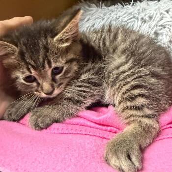 Doug -  Domestic Short Hair Cat for Adoption in Madisonville, Kentucky - Doug | PetCurious
