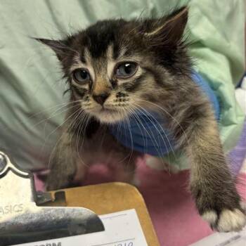 Short Rib -  Domestic Medium Hair Cat for Adoption in Tempe, Arizona - Short Rib | PetCurious
