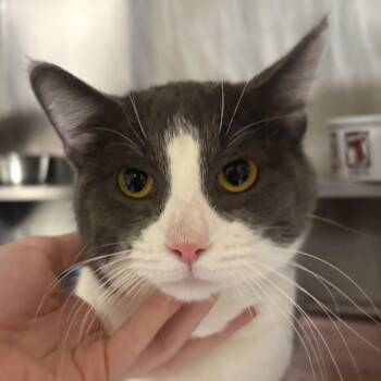 Domestic Short Hair Cats Available for Adoption in Springfield, Illinois - Gunther | PetCurious