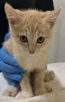 Oliver -  Domestic Short Hair Cat for Adoption in Honolulu, Hawaii - Oliver | PetCurious