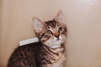 00743B Elizabeth- PetSmart James Island -  Domestic Short Hair Cat for Adoption in North Charleston, South Carolina - 00743B Elizabeth- PetSmart James Island | PetCurious