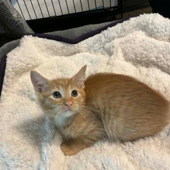 Domestic Short Hair Cats Available for Adoption in Fort Worth, Texas - Rufus | PetCurious