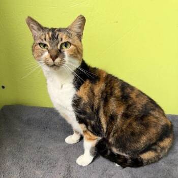 Domestic Short Hair Cats Available for Adoption in La Plata, Maryland - Flame-2624shsfcalico | PetCurious