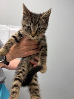 Marius -  Domestic Short Hair Cat for Adoption in Bloomington, Indiana - Marius | PetCurious