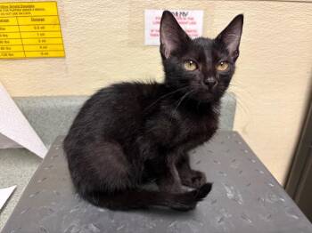 Noche -  Domestic Short Hair Cat for Adoption in Ellijay, Georgia - Noche | PetCurious