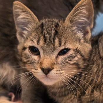 Oyster -  Domestic Short Hair Cat for Adoption in Buellton, California - Oyster | PetCurious