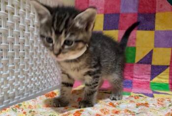SONAR -  Domestic Short Hair Cat for Adoption in Riverside, California - SONAR | PetCurious