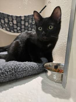 Breezy -  Domestic Short Hair Cat for Adoption in Richmond, Kentucky - Breezy | PetCurious