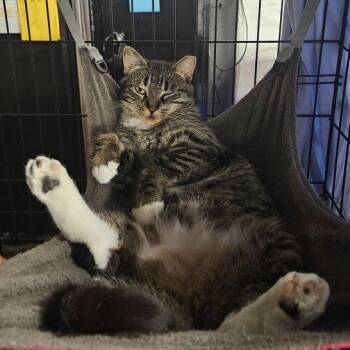 Rescue Domestic Short Hair Cats for Adoption in East Amherst, New York - Sparky | PetCurious