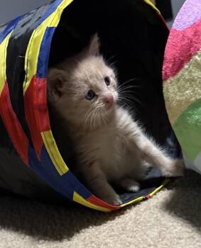 Domestic Short Hair Cats Available for Adoption in Poplar Grove, Illinois - Pookie Bear | PetCurious