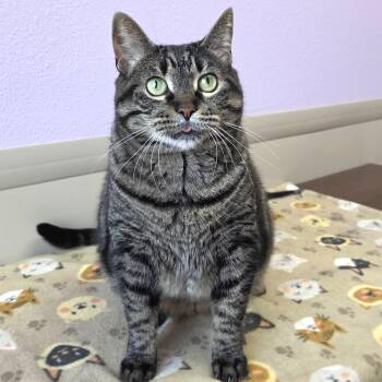 Tamera -  Tabby Cat for Adoption in Marshfield, Wisconsin - Tamera | PetCurious