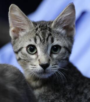 Rescue Domestic Short Hair and Tabby Cats for Adoption in Cut Bank, Montana - Rainier | PetCurious