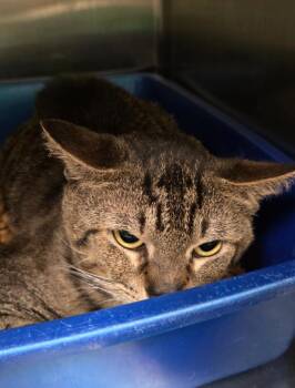 Domestic Short Hair Cats Available for Adoption in Ocala, Florida - Julius (Petco) | PetCurious