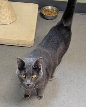 Domestic Short Hair Cats Available for Adoption in South Bend, Indiana - Lou | PetCurious