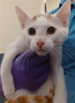 WILSON -  Domestic Short Hair Cat for Adoption in Doral, Florida - WILSON | PetCurious