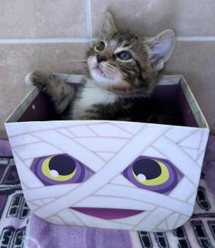Harry -  American Shorthair Cat for Adoption in Orlando, Florida - Harry | PetCurious