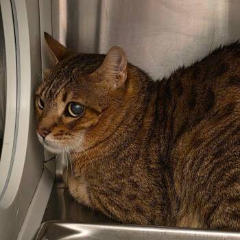 Jagger -  Domestic Short Hair Cat for Adoption in Council Bluffs, Iowa - Jagger | PetCurious