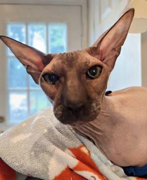 Anubis -  Sphynx Hairless Cat Cat for Adoption in Syosset, New York - Anubis | PetCurious
