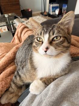 Rescue Domestic Short Hair Cats for Adoption in Seattle, Washington - Fresedo | PetCurious