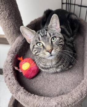 Stuart -  Tabby Cat for Adoption in Medford, Massachusetts - Stuart | PetCurious