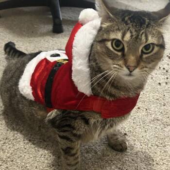 Big Ben -  Domestic Short Hair Cat for Adoption in Philadelphia, Pennsylvania - Big Ben | PetCurious