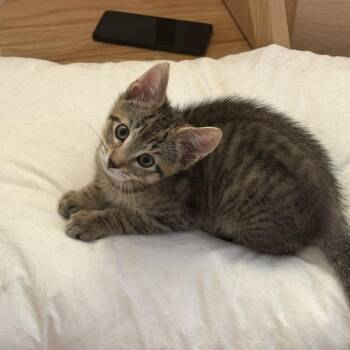 Domestic Short Hair Cats Available for Adoption - Axel 2 | PetCurious