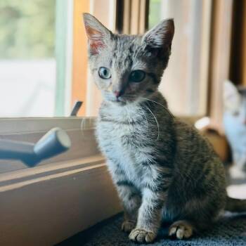 Millie (kitten) -  Domestic Short Hair Cat for Adoption in Madison, Wisconsin - Millie (kitten) | PetCurious