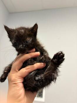 Aster -  Domestic Short Hair Cat for Adoption in Bloomington, Indiana - Aster | PetCurious