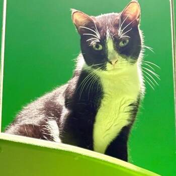 Rescue Domestic Short Hair Cats for Adoption in Fairfax, Virginia - Zippy | PetCurious