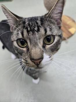 Coleman -  Domestic Short Hair Cat for Adoption in Savannah, Georgia - Coleman | PetCurious