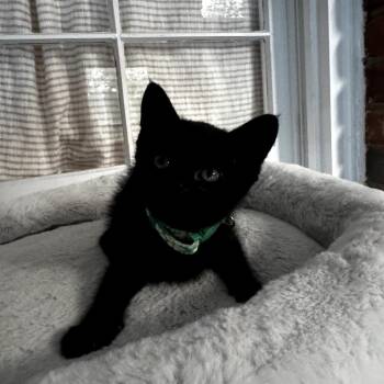Wednesday -  Domestic Short Hair Cat for Adoption in Centerville, Tennessee - Wednesday | PetCurious