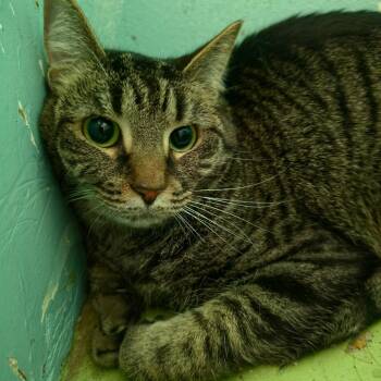 Domestic Short Hair Cats Available for Adoption in Melrose, Florida - Daisy | PetCurious