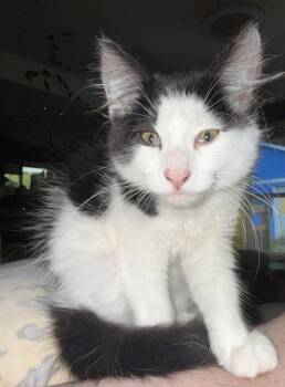 Bonbon -  Domestic Medium Hair Cat for Adoption - Bonbon | PetCurious