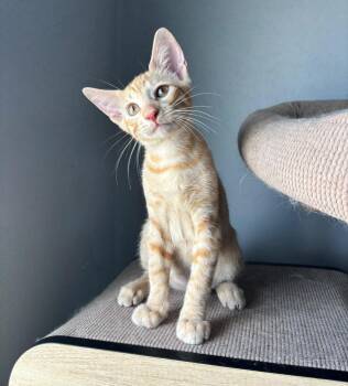 CHEESE -  American Shorthair Cat for Adoption in San Juan, San Juan - CHEESE | PetCurious