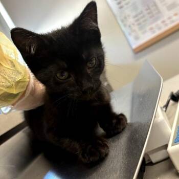 Mr. Mistoffelees -  Domestic Short Hair Cat for Adoption in Oak Park, Illinois - Mr. Mistoffelees | PetCurious