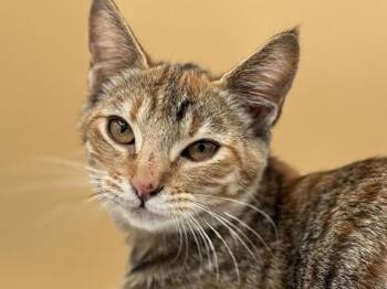Bun -  Domestic Short Hair Cat for Adoption in Portland, Oregon - Bun | PetCurious