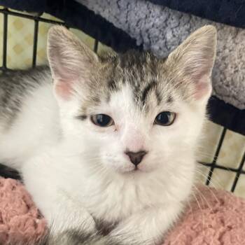Domestic Short Hair Cats Available for Adoption in Chicago, Illinois - Lanai | PetCurious